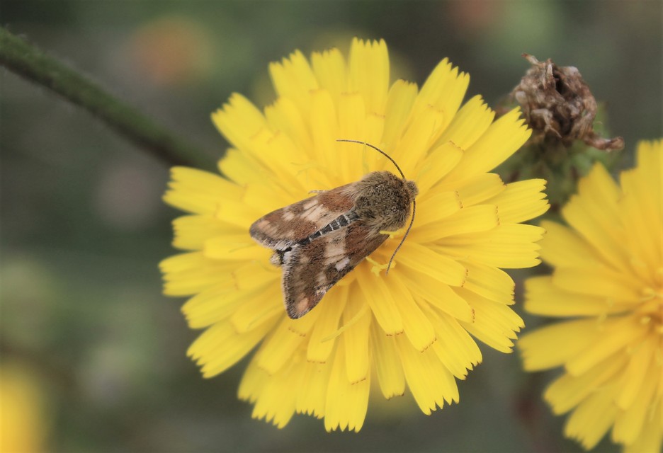 Schinia cardui - keserűgyökér-nappalibagoly