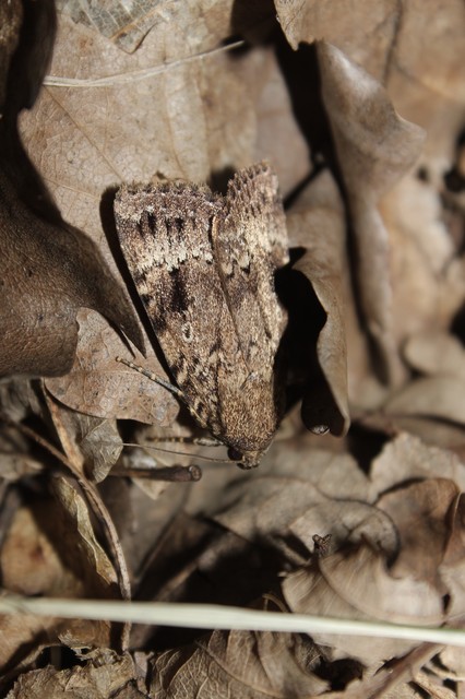 Amphipyra berbera/pyramidea