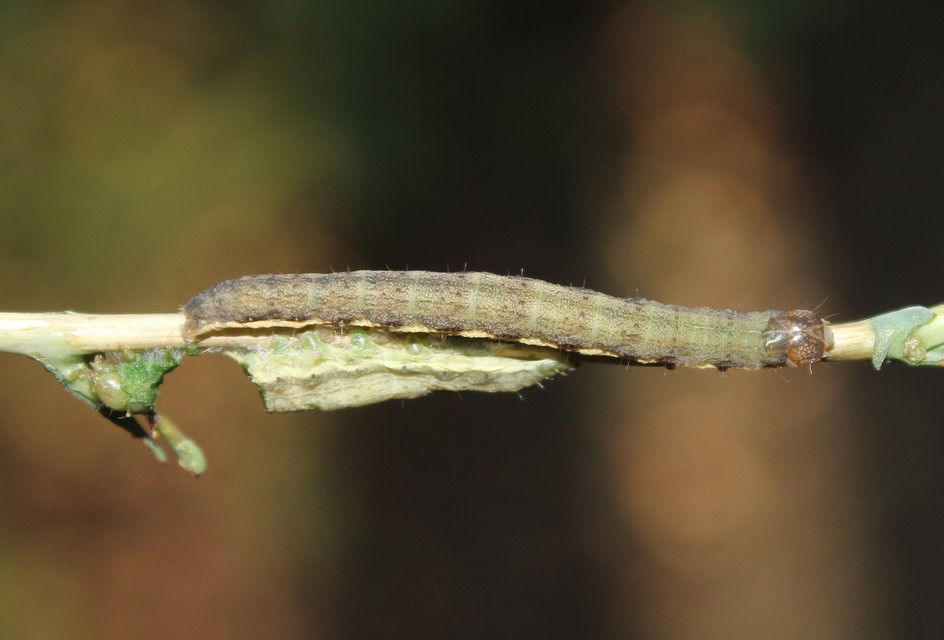 Hecatera dysodea - parajbagoly