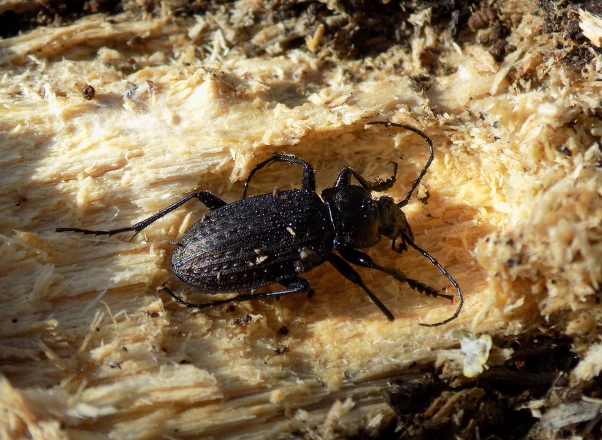 Carabus granulatus - mezei futrinka