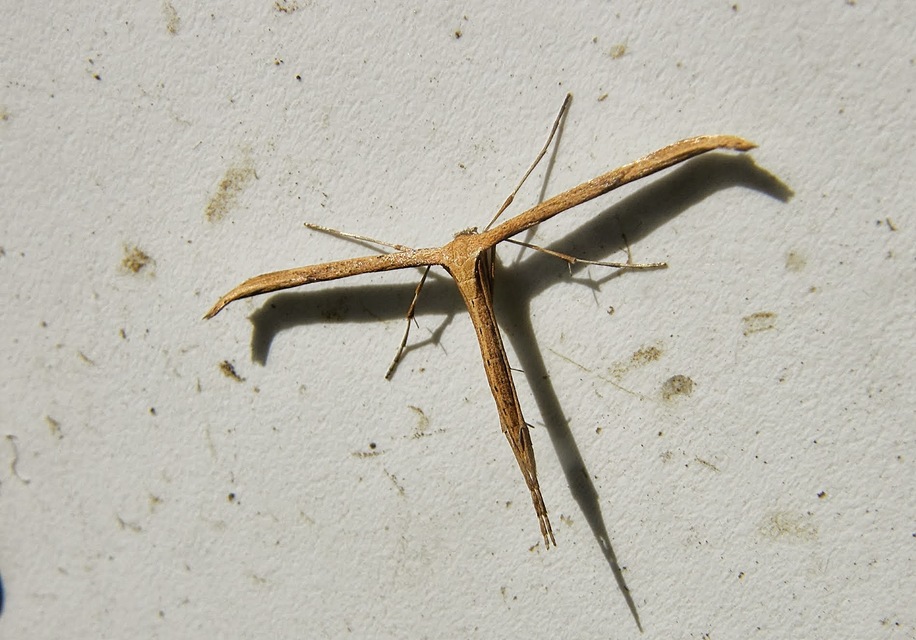 Emmelina monodactyla/argoteles