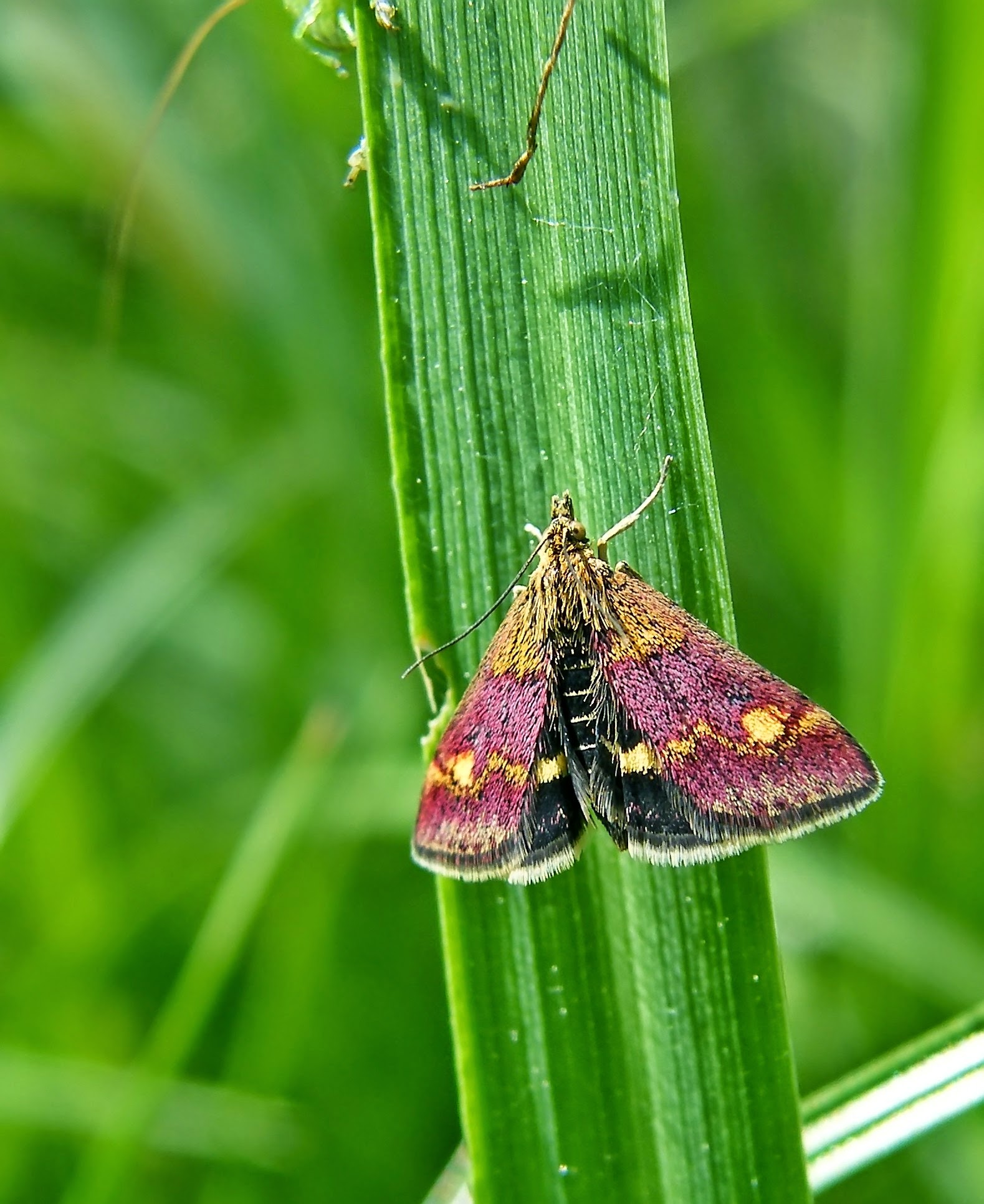Pyrausta aurata - aranyló bíbormoly