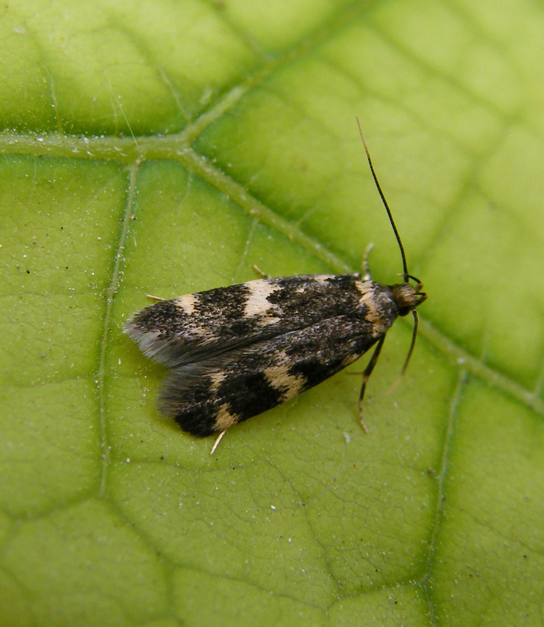 Autostichidae - avarmolyfélék