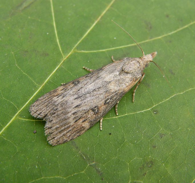 Lamoria