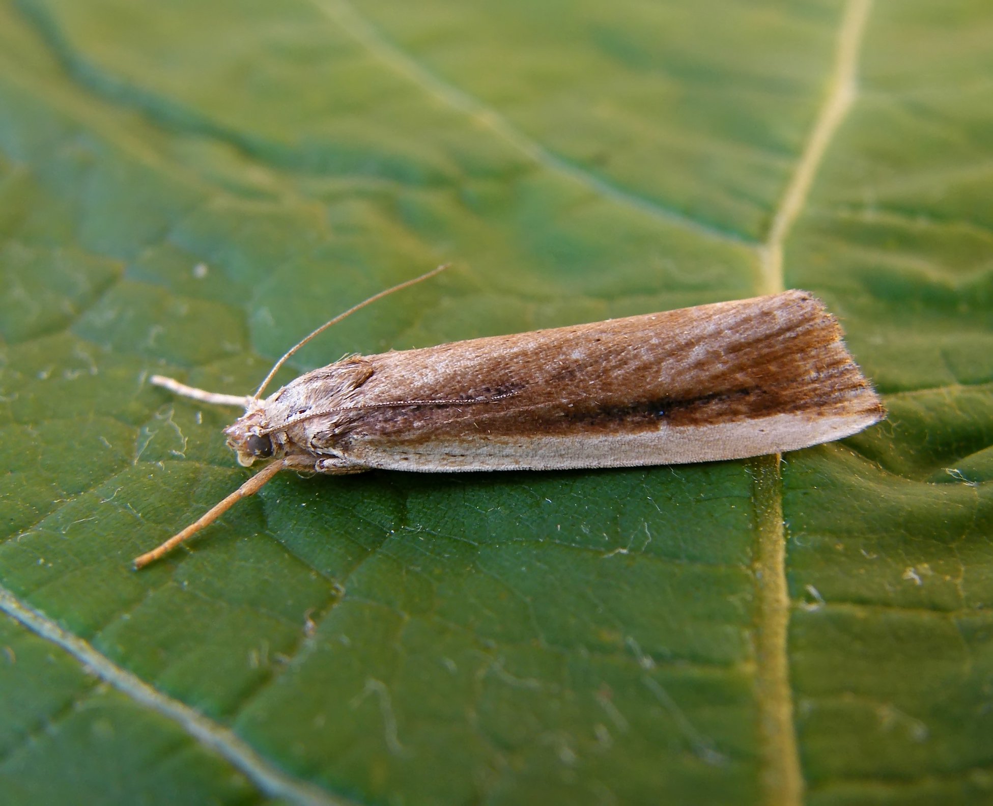 Friedlanderia cicatricella - tarka nádfúrómoly