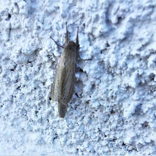 Phragmataecia castaneae - nádfúrólepke