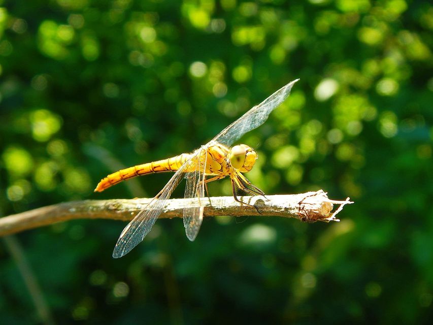 Sympetrum meridionale - fakó katona-szitakötő