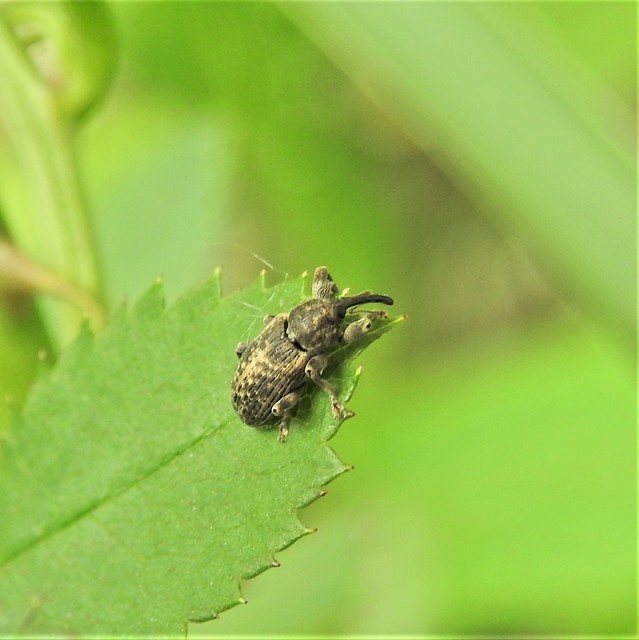 Dorytomus tremulae - rezgőnyár-hangormányos