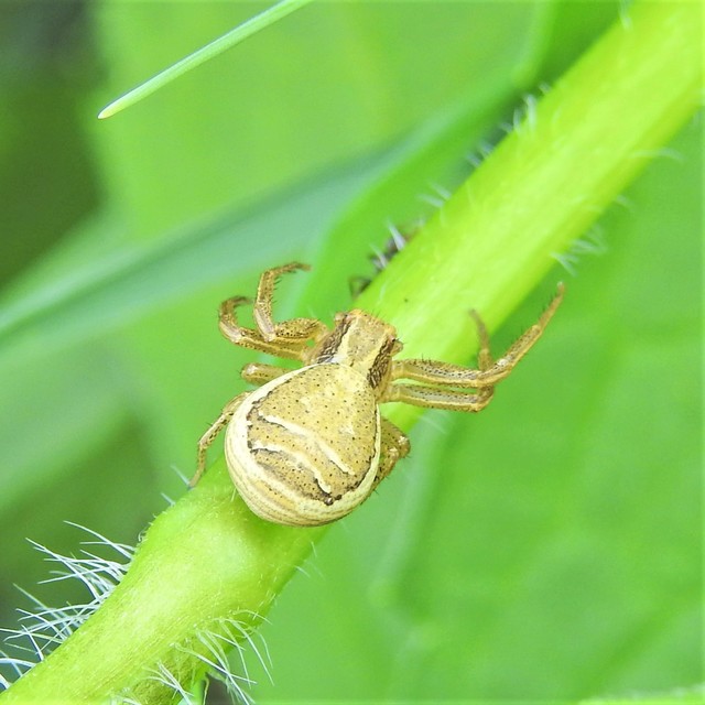 Xysticus ulmi - cserje-karolópók