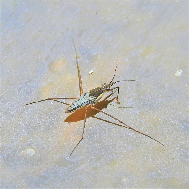 Gerridae - molnárpoloskák