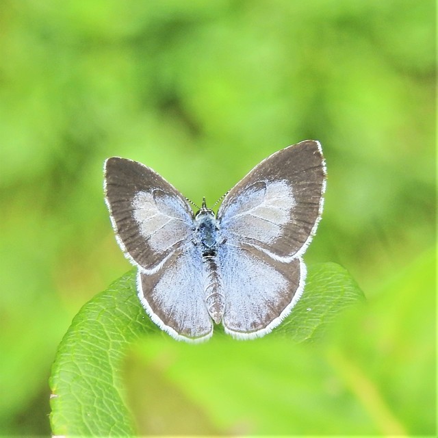 Celastrina argiolus - bengeboglárka