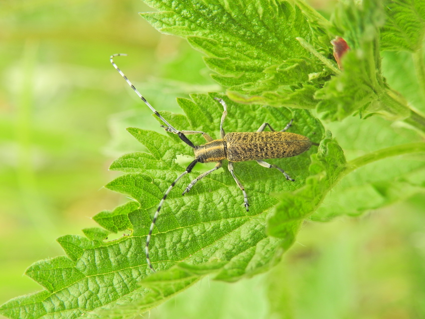 Agapanthia villosoviridescens - fehérgyűrűs bogáncscincér