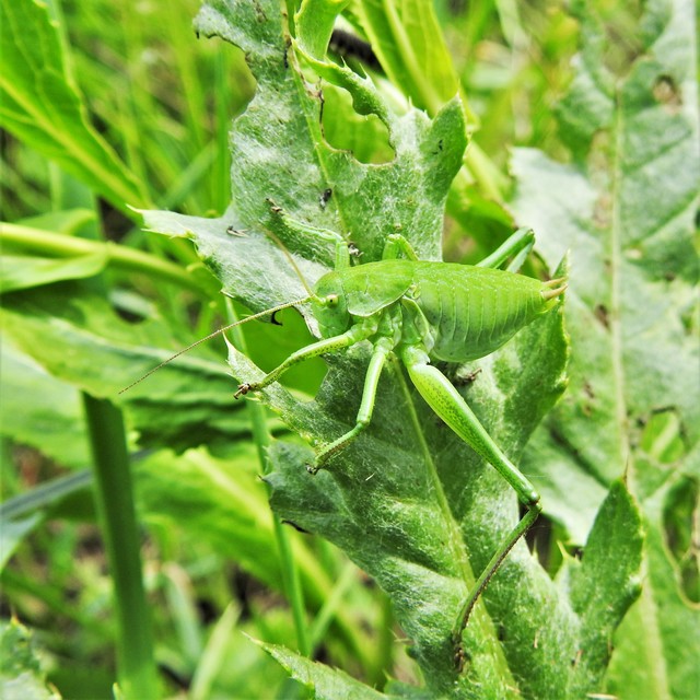 Polysarcus denticauda - fogasfarkú szöcske