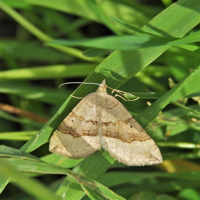 Scotopteryx chenopodiata - libatop-araszoló