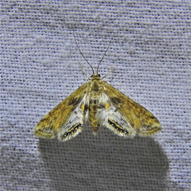 Cataclysta lemnata - békalencsemoly