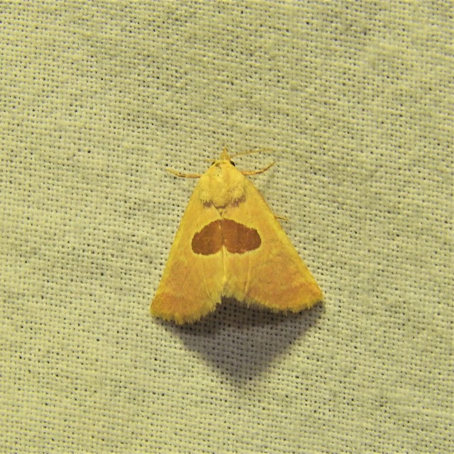 Calymma communimacula - pajzstetűfaló bagoly