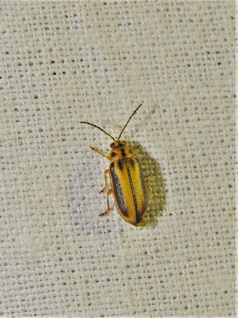 Xanthogalerucella luteola - szilfa-olajosbogár