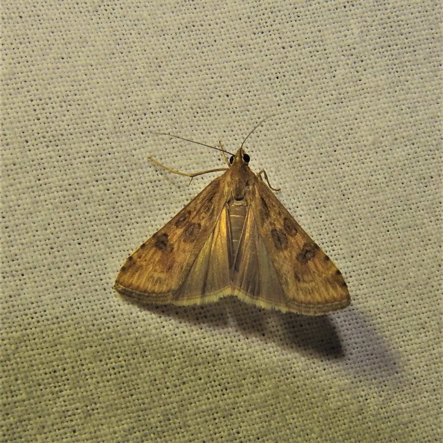 Nomophila noctuella - közönséges vándormoly