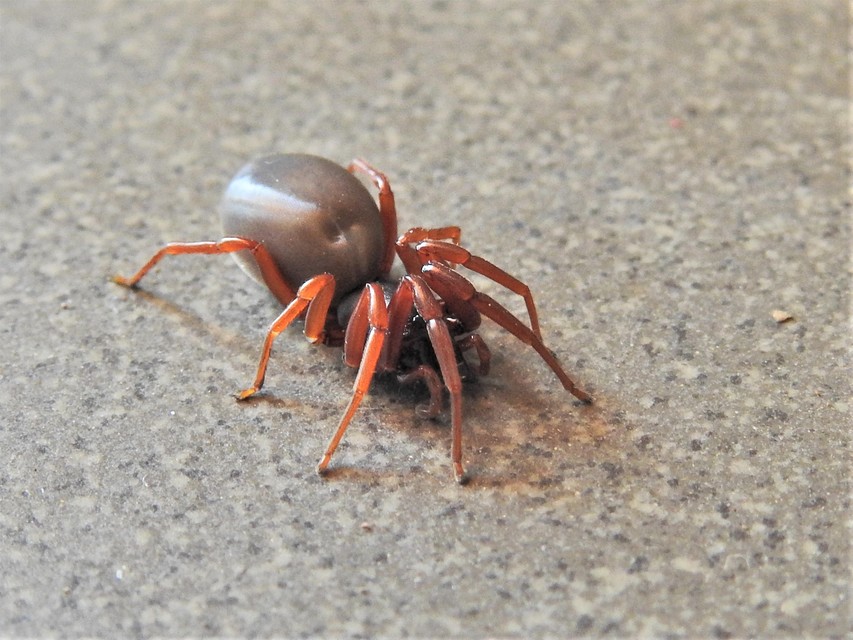 Dysderidae - fojtópókok