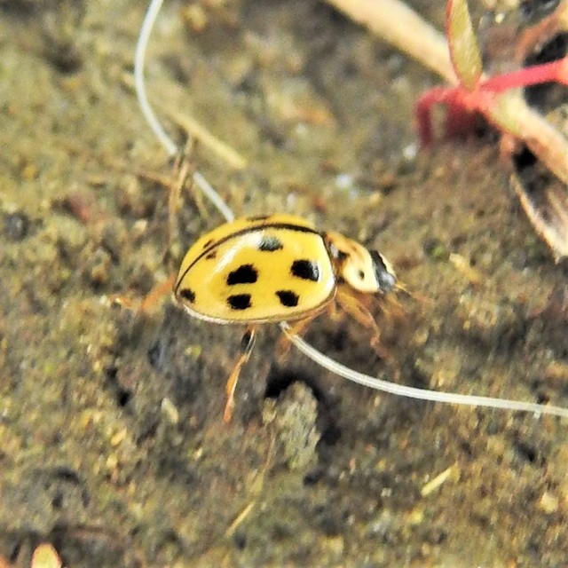 Propylea quatuordecimpunctata - tizennégypettyes füsskata