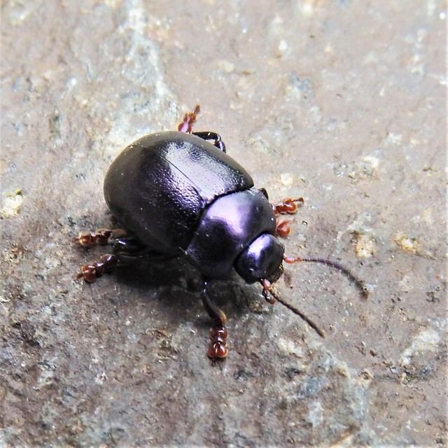 Chrysolina sturmi - vöröslábú levelész