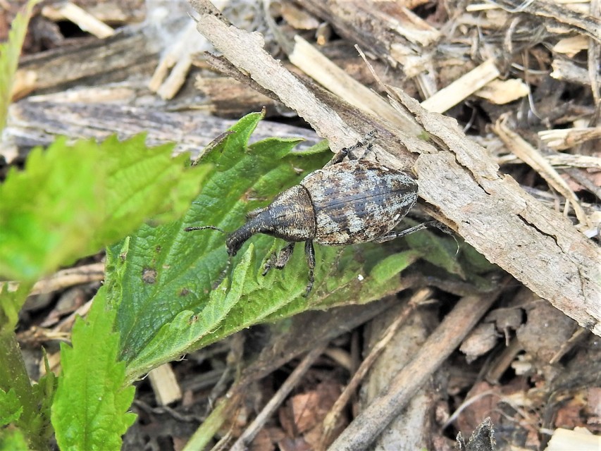 Lepyrus capucinus - pettyes fűzormányos