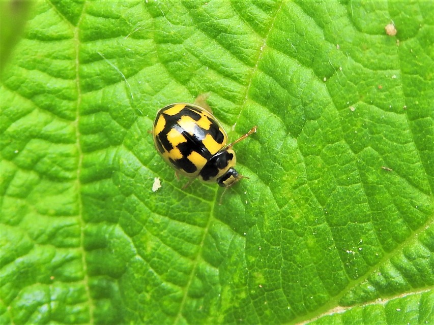 Propylea quatuordecimpunctata - tizennégypettyes füsskata
