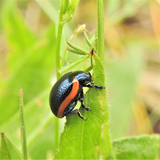 Chrysolina rossia - trapézhátú szegélyeslevelész