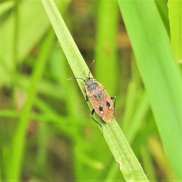 Graptopeltus lynceus - homoki díszesbodobács