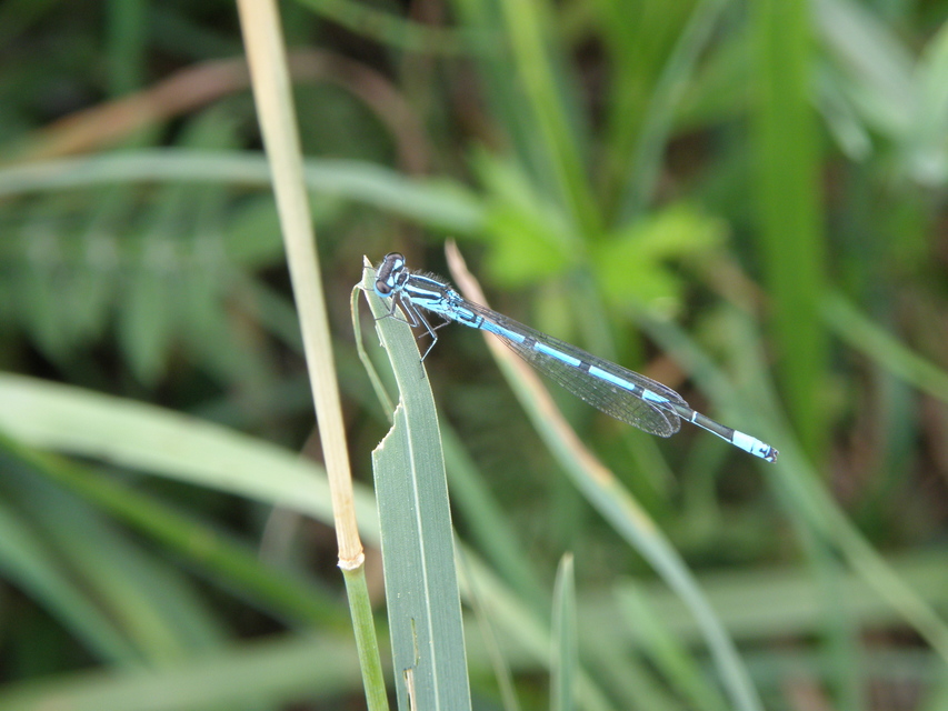 Coenagrion puella - azúrkék légivadász