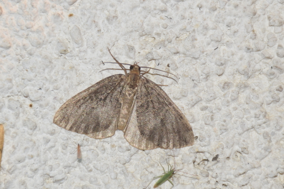 Hydriomena furcata - változékony tarkaaraszoló