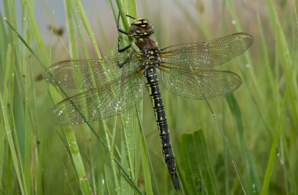 Brachytron pratense - szőrös karcsúacsa