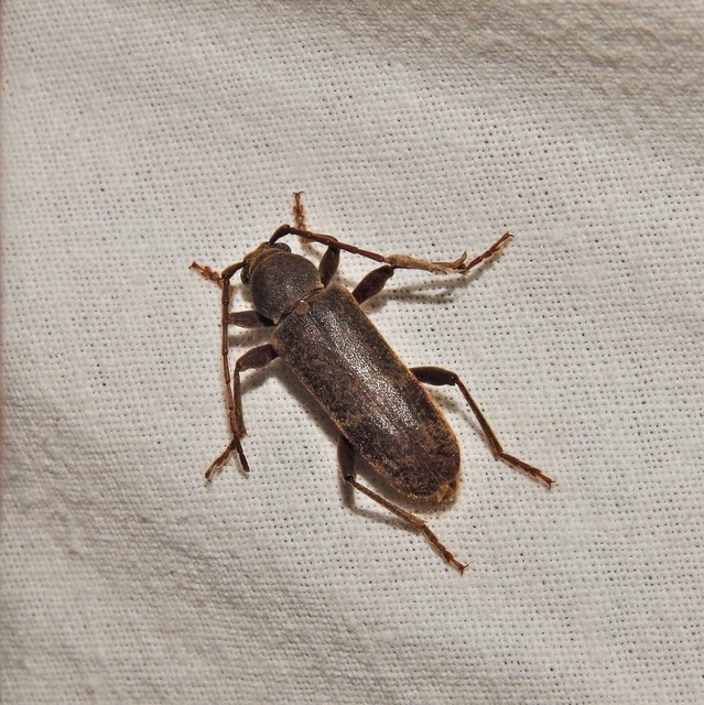 Trichoferus campestris - szállóvendég éjicincér