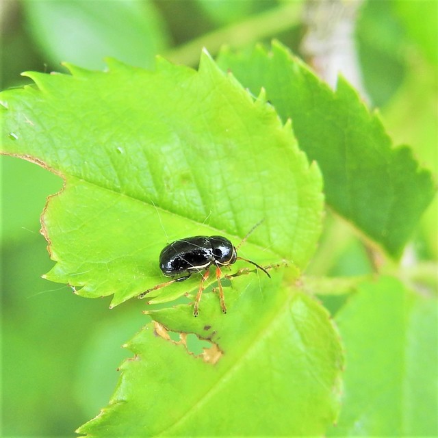 Cryptocephalus bameuli/flavipes