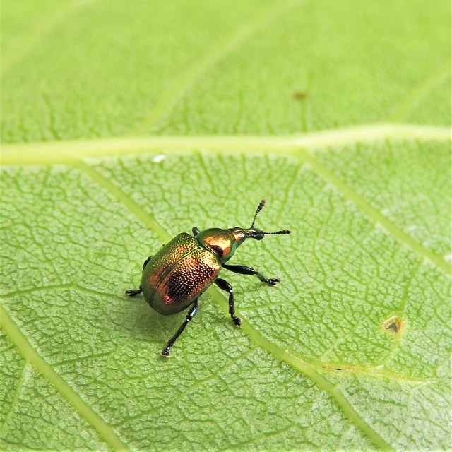 Byctiscus populi - nyárfa-levélsodró