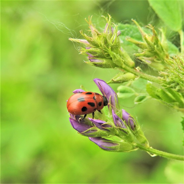 Gonioctena fornicata - közönséges lucernabogár