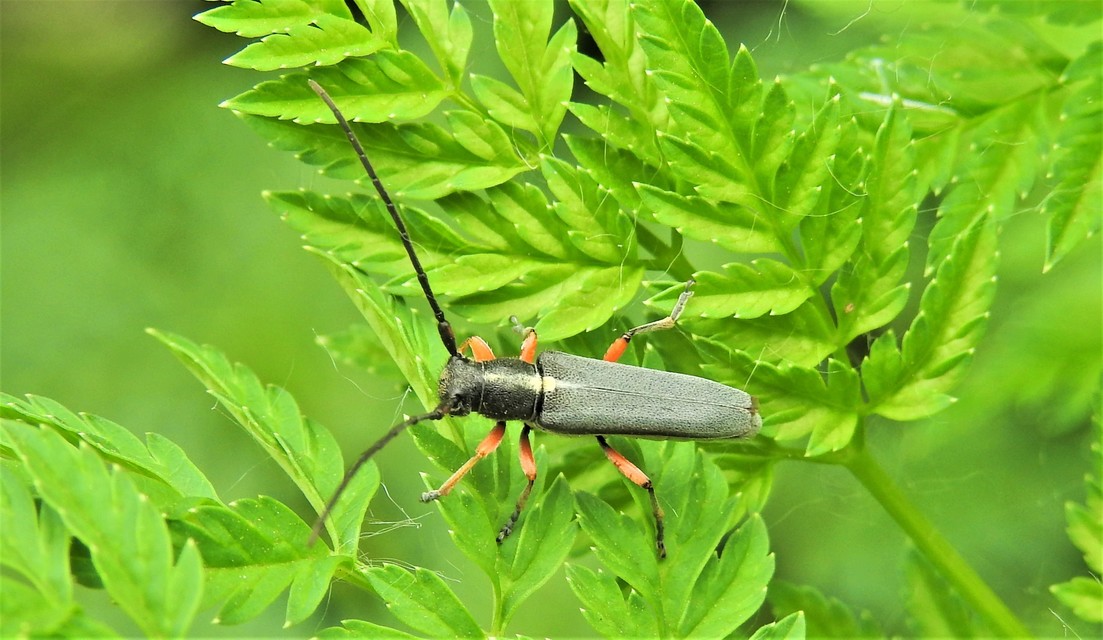 Phytoecia icterica - murokcincér Phytoecia icterica - murokcincér
