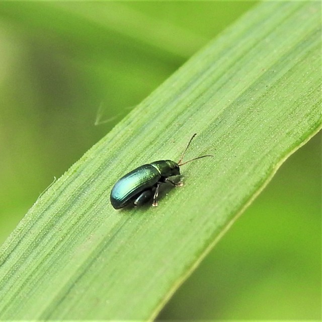 Chaetocnema chlorophana - zöld pázsitfű-földibolha Chaetocnema chlorophana - zöld pázsitfű-földibolha