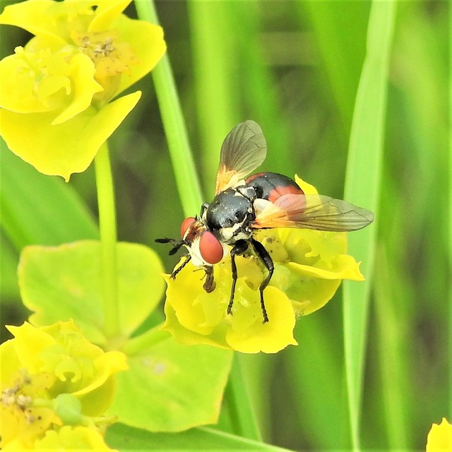 Gymnosoma