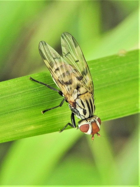 Ulidiidae - foltosszárnyú legyek