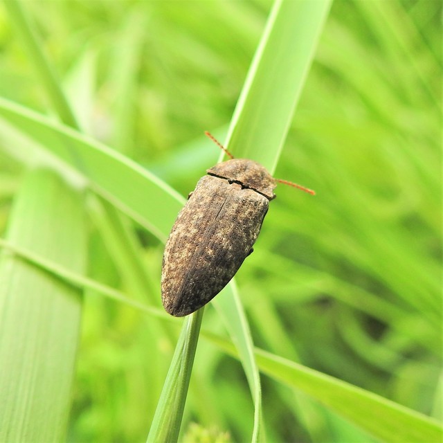 Agrypnus murinus - egérszínű pikkelyespattanó