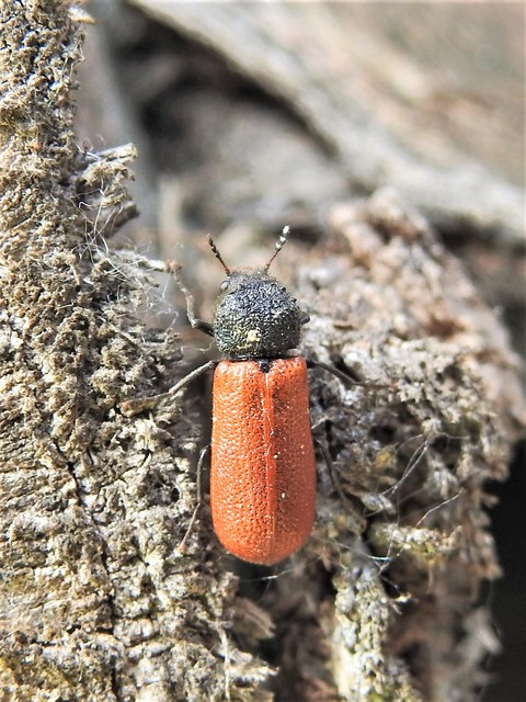 Bostrichus capucinus - piros csuklyásszú