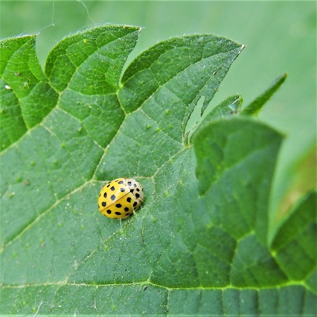 Psyllobora vigintiduopunctata - huszonkétpettyes katica