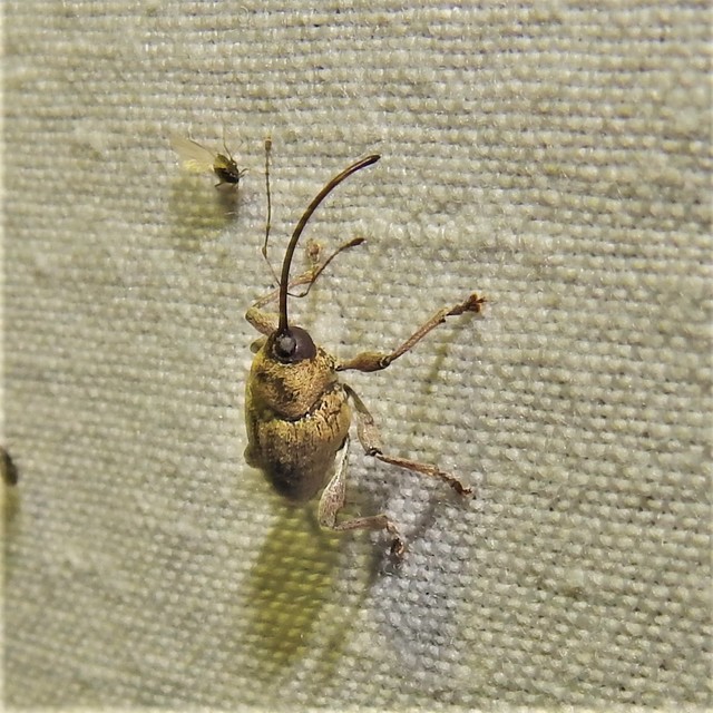 Curculio glandium - tölgymakkzsuzsóka