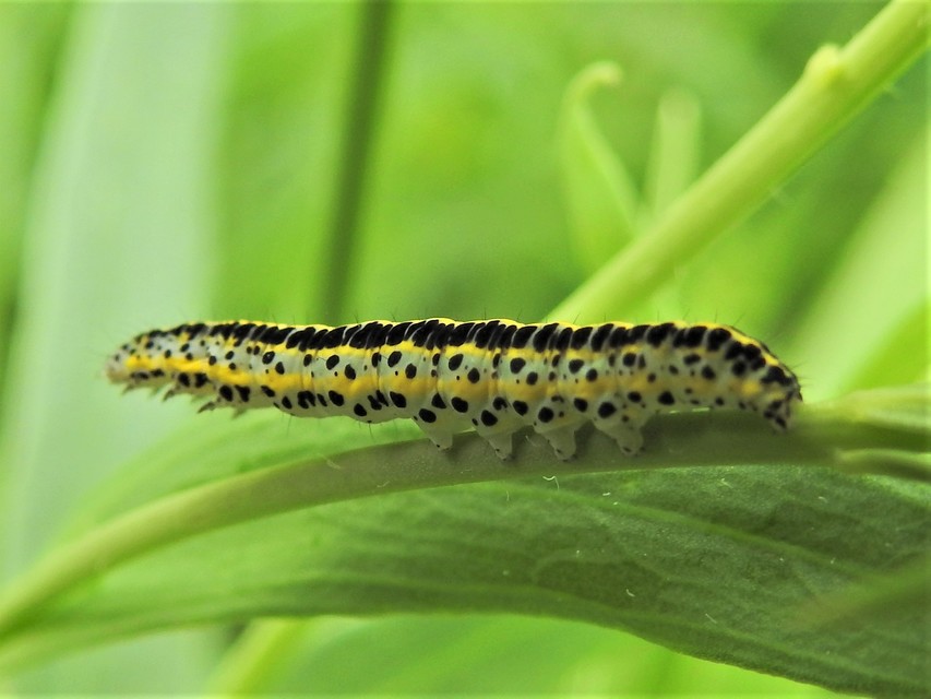 Calophasia
