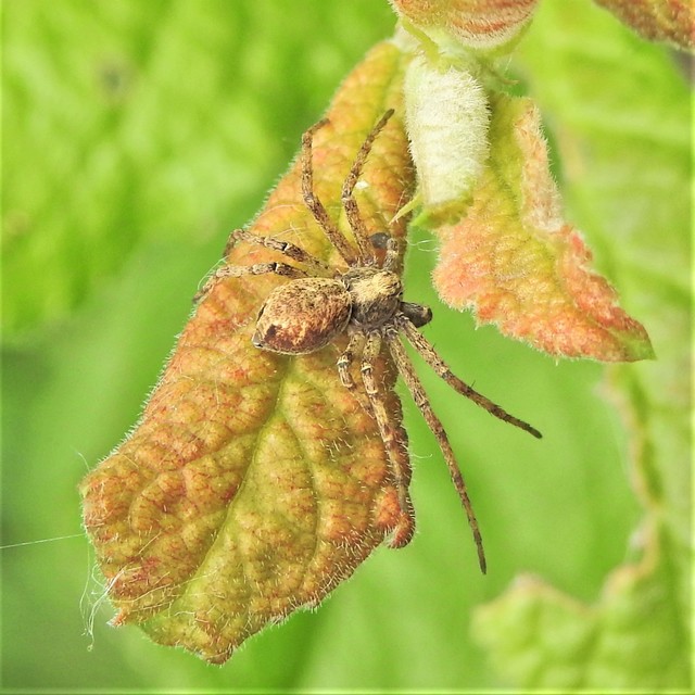 Philodromus buchari