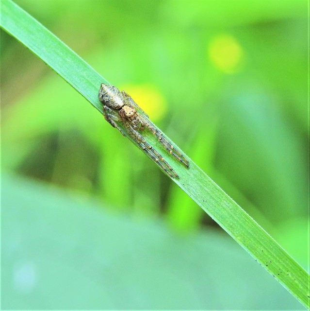 Tmarus
