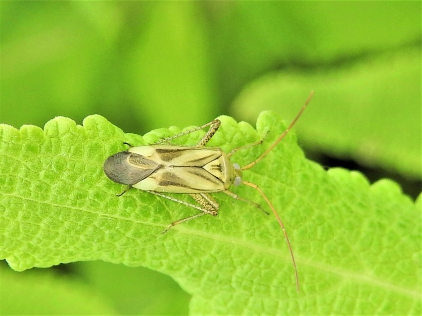 Adelphocoris lineolatus - lucernapoloska