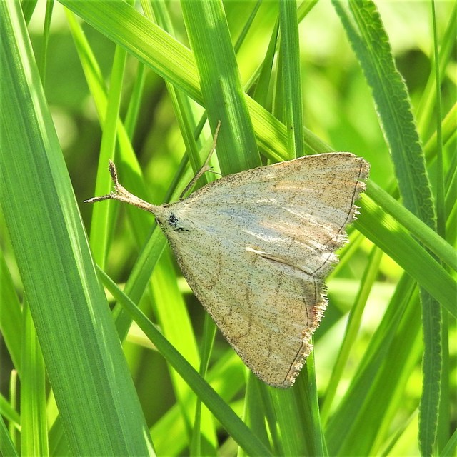 Polypogon tentacularia - sötétaljú karcsúbagoly