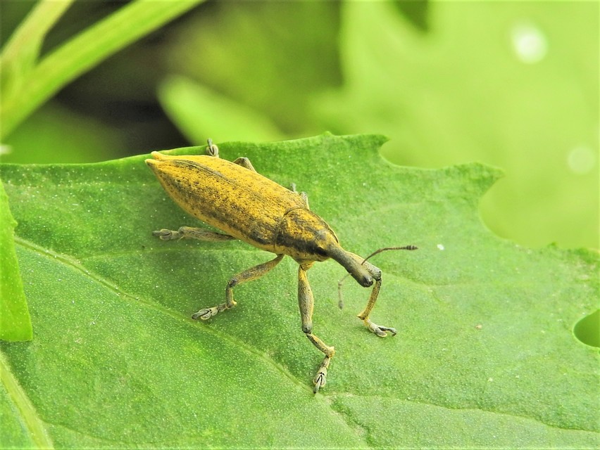 Lixus iridis - bürökfúró dudvabarkó